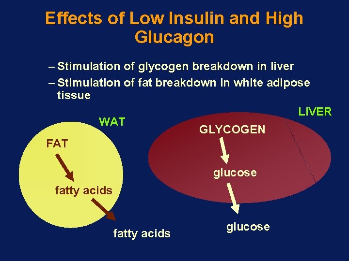 Effects of Low Insulin and High Glucagon – Stimulation of glycogen breakdown in liver