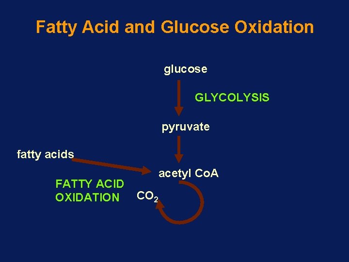 Fatty Acid and Glucose Oxidation glucose GLYCOLYSIS pyruvate fatty acids FATTY ACID OXIDATION acetyl