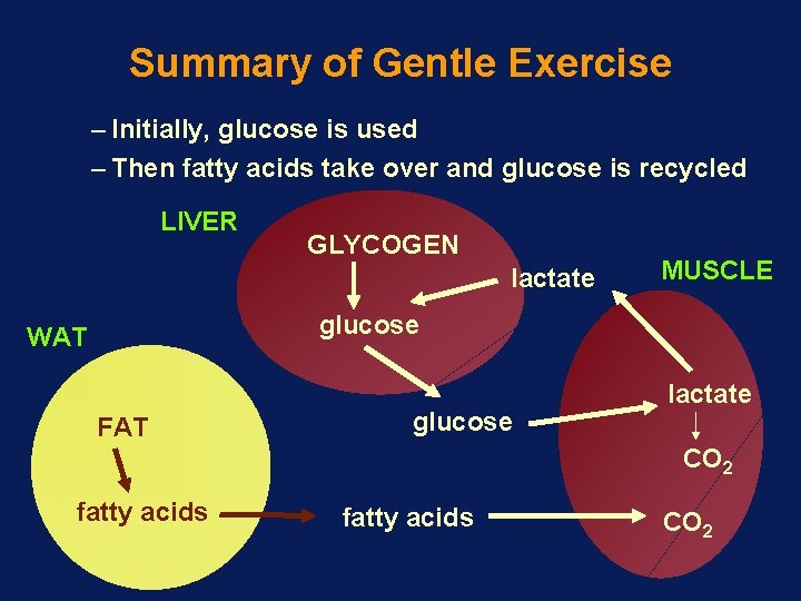 Summary of Gentle Exercise – Initially, glucose is used – Then fatty acids take