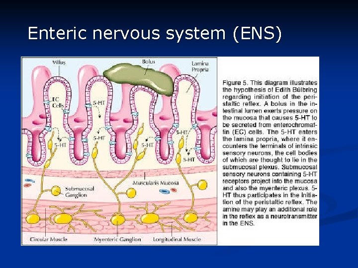 Enteric nervous system (ENS) 
