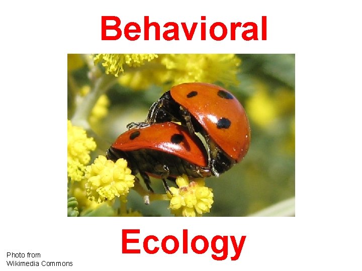 Behavioral Photo from Wikimedia Commons Ecology 