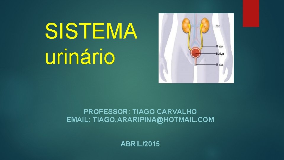 SISTEMA urinário PROFESSOR: TIAGO CARVALHO EMAIL: TIAGO. ARARIPINA@HOTMAIL. COM ABRIL/2015 