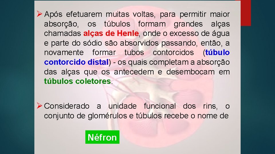 Ø Após efetuarem muitas voltas, para permitir maior absorção, os túbulos formam grandes alças