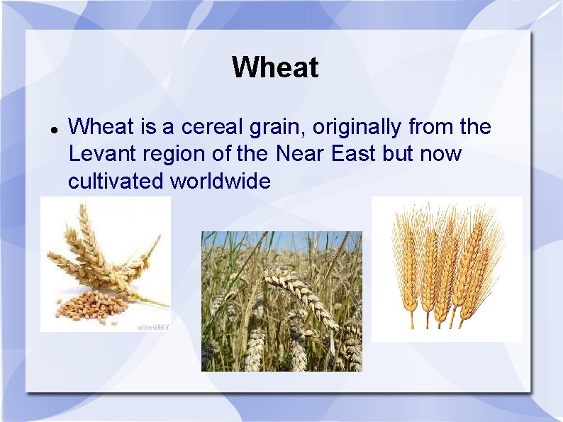 Wheat is a cereal grain, originally from the Levant region of the Near East