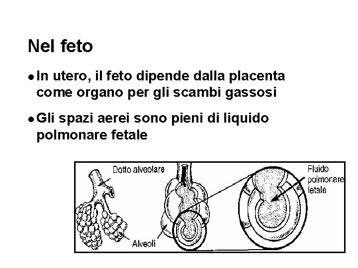 Nel feto l In utero, il feto dipende dalla placenta come organo per gli