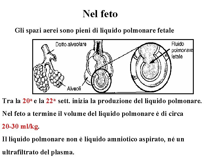 Nel feto Gli spazi aerei sono pieni di liquido polmonare fetale Tra la 20