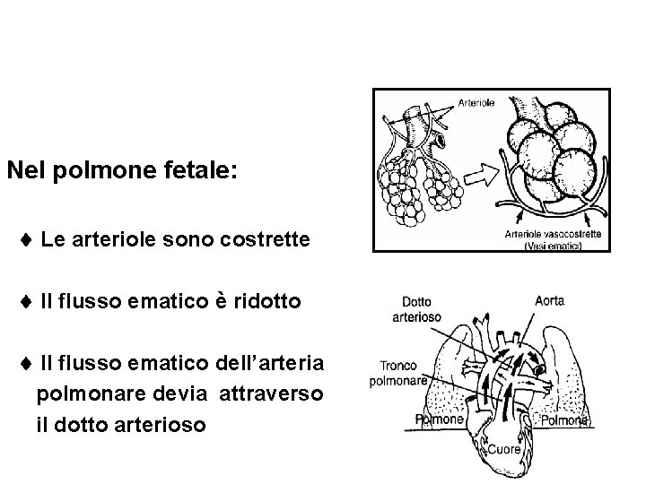 Nel polmone fetale: Le arteriole sono costrette Il flusso ematico è ridotto Il flusso