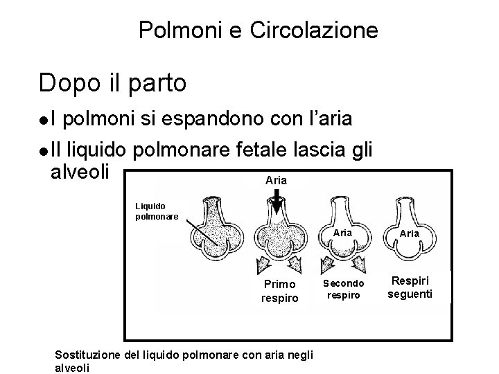 Polmoni e Circolazione Dopo il parto l. I polmoni si espandono con l’aria l