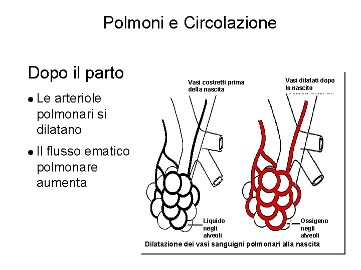 Polmoni e Circolazione Dopo il parto l Le arteriole polmonari si dilatano Vasi costretti