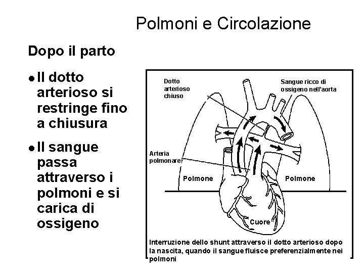 Polmoni e Circolazione Dopo il parto l Il dotto arterioso si restringe fino a