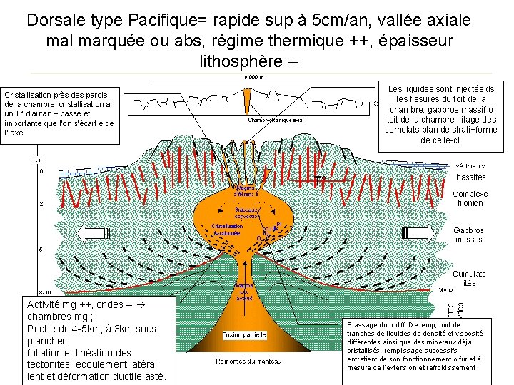 Dorsale type Pacifique= rapide sup à 5 cm/an, vallée axiale mal marquée ou abs,