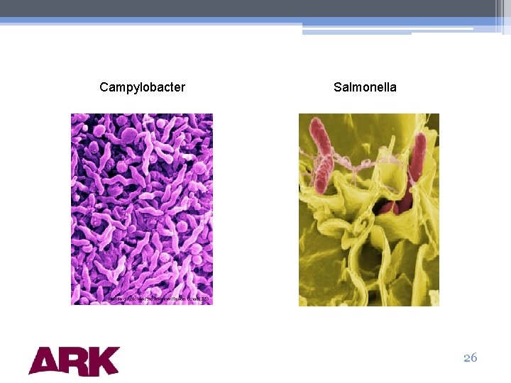 Campylobacter Salmonella 26 