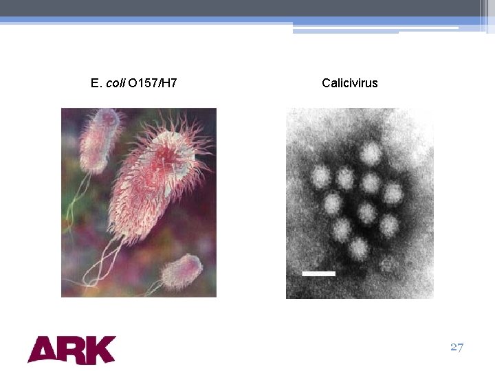 E. coli O 157/H 7 Calicivirus 27 