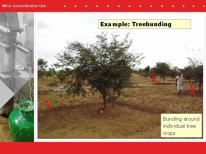 Wise Groundwater Use Example: Treebunding Bunding around individual tree crops 