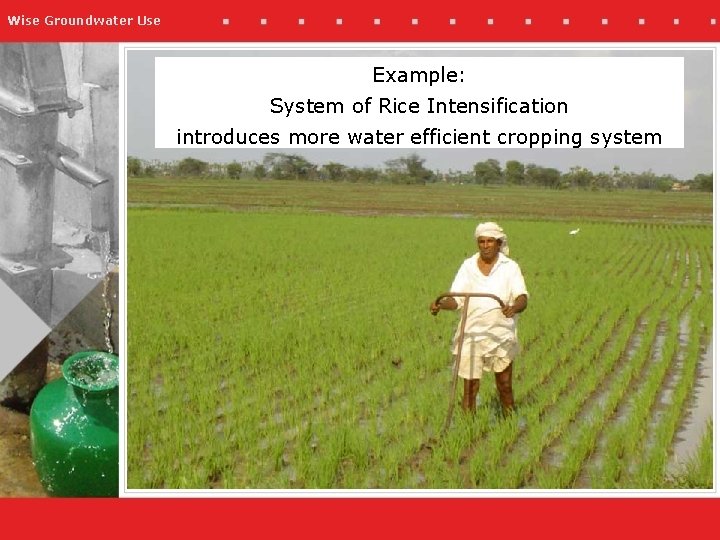 Wise Groundwater Use Example: System of Rice Intensification introduces more water efficient cropping system