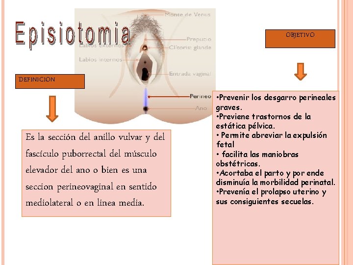 OBJETIVO DEFINICION Es la sección del anillo vulvar y del fascículo puborrectal del músculo OBJETIVO DEFINICION Es la sección del anillo vulvar y del fascículo puborrectal del músculo