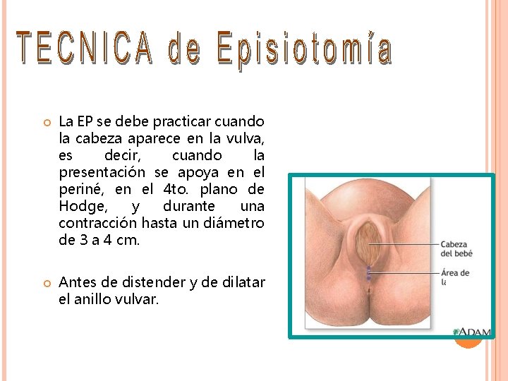 La EP se debe practicar cuando la cabeza aparece en la vulva, es La EP se debe practicar cuando la cabeza aparece en la vulva, es