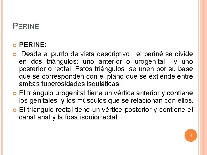 PERINÉ PERINE: Desde el punto de vista descriptivo , el periné se divide en PERINÉ PERINE: Desde el punto de vista descriptivo , el periné se divide en