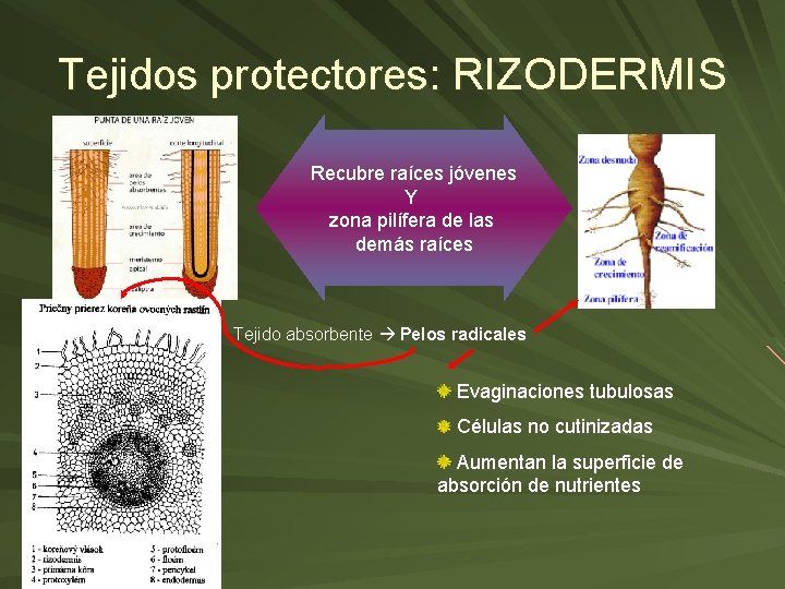 Tejidos protectores: RIZODERMIS Recubre raíces jóvenes Y zona pilífera de las demás raíces Tejido