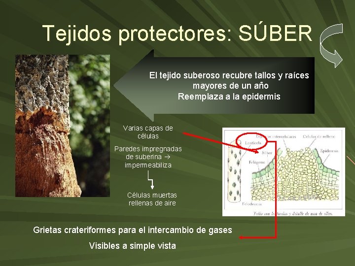 Tejidos protectores: SÚBER El tejido suberoso recubre tallos y raíces mayores de un año