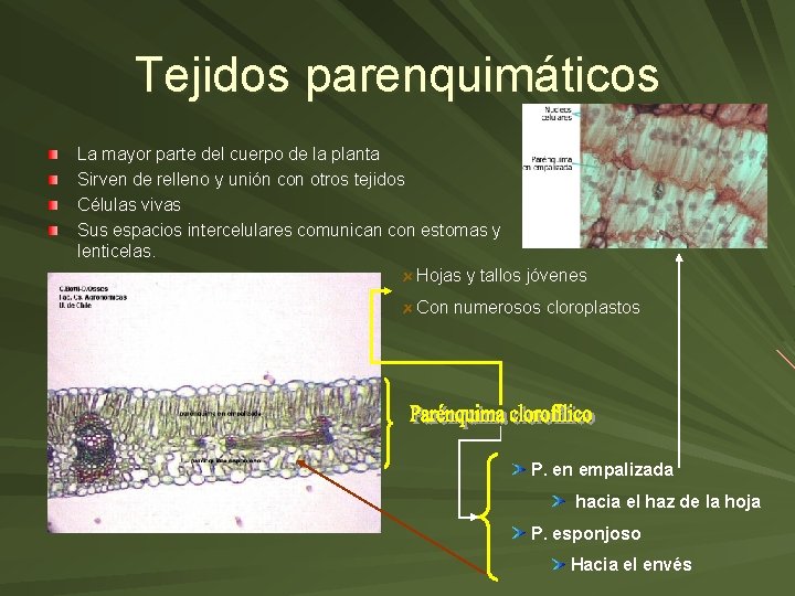 Tejidos parenquimáticos La mayor parte del cuerpo de la planta Sirven de relleno y