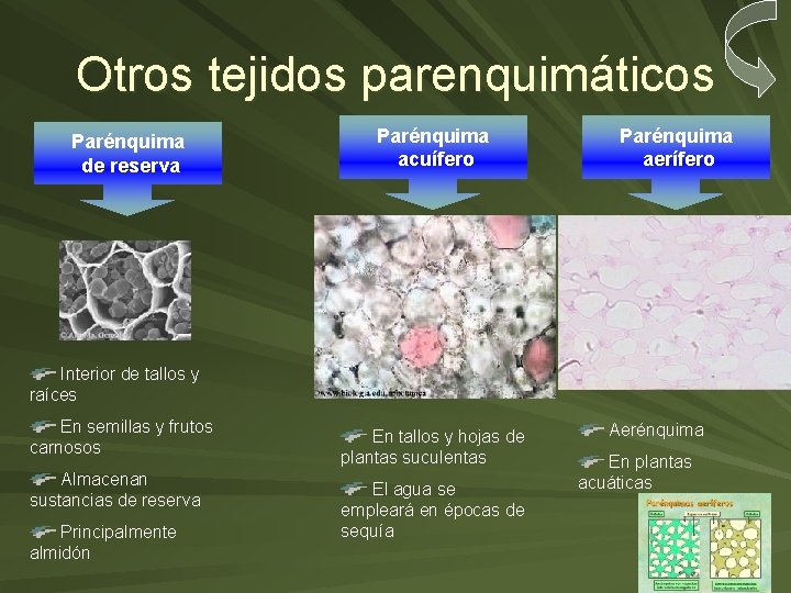 Otros tejidos parenquimáticos Parénquima de reserva Parénquima acuífero Parénquima aerífero Interior de tallos y