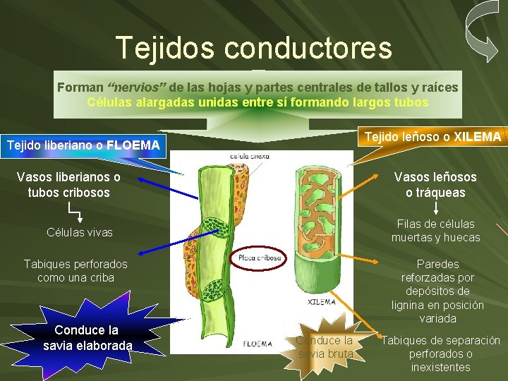 Histologa y Organografa vegetal Estudio de tejidos y