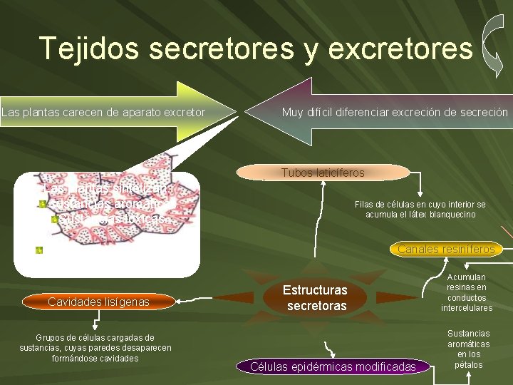 Tejidos secretores y excretores Las plantas carecen de aparato excretor Muy difícil diferenciar excreción
