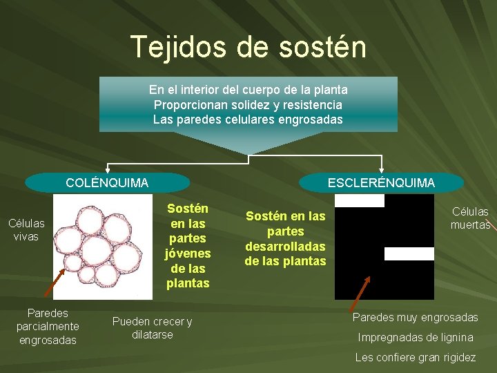Tejidos de sostén En el interior del cuerpo de la planta Proporcionan solidez y