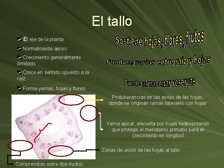 El tallo El eje de la planta Normalmente aéreo Crecimiento generalmente ilimitado Crece en