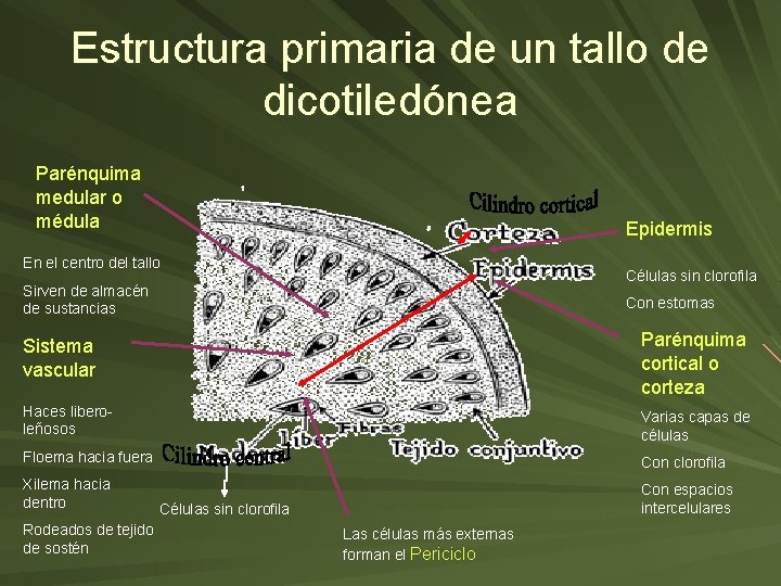 Estructura primaria de un tallo de dicotiledónea Parénquima medular o médula Epidermis En el
