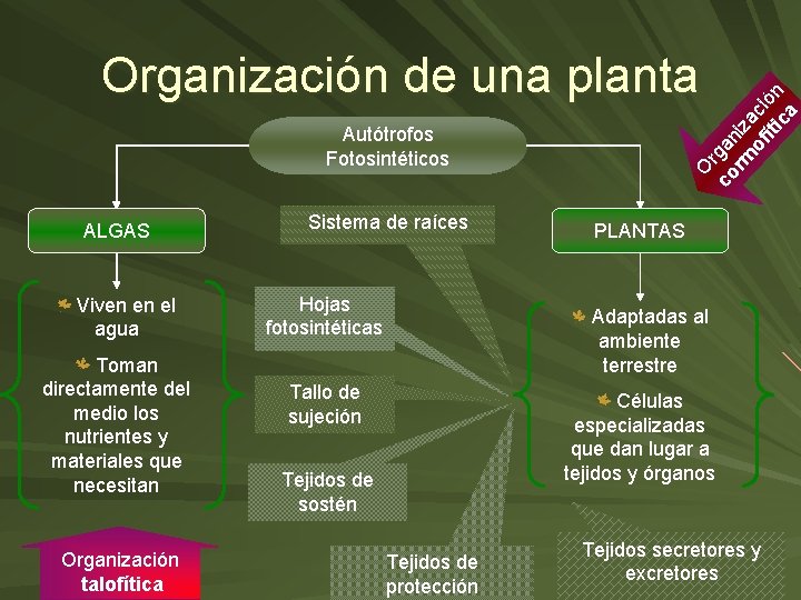 O r co gan rm iz of aci íti ón ca Organización de una