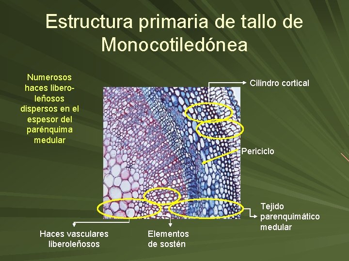 Estructura primaria de tallo de Monocotiledónea Numerosos haces liberoleñosos dispersos en el espesor del