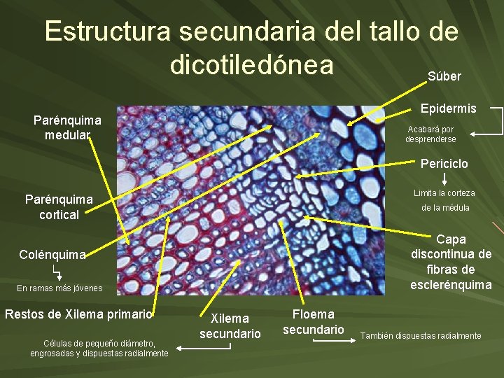 Estructura secundaria del tallo de dicotiledónea Súber Epidermis Parénquima medular Acabará por desprenderse Periciclo