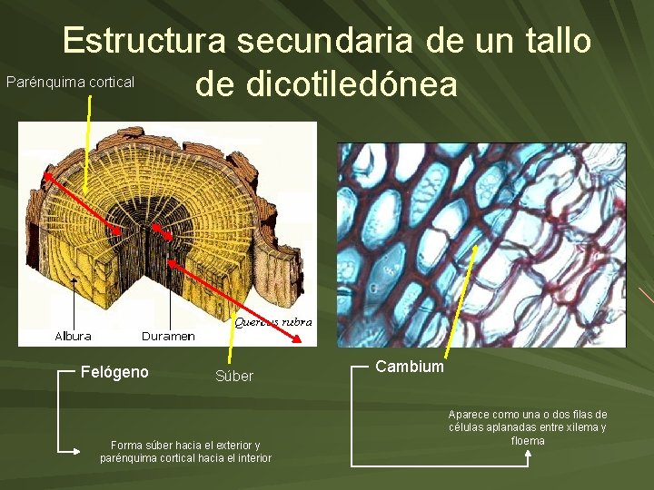 Estructura secundaria de un tallo de dicotiledónea Parénquima cortical Felógeno Súber Forma súber hacia