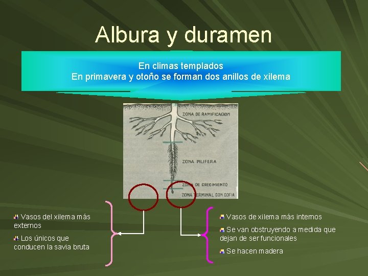 Albura y duramen En climas templados En primavera y otoño se forman dos anillos