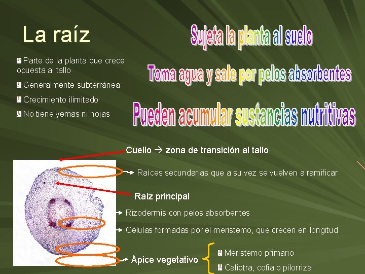 La raíz Parte de la planta que crece opuesta al tallo Generalmente subterránea Crecimiento