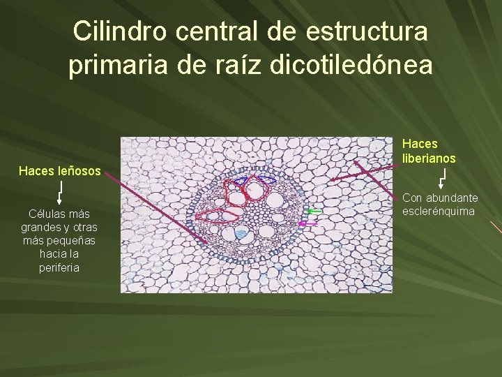 Cilindro central de estructura primaria de raíz dicotiledónea Haces leñosos Células más grandes y