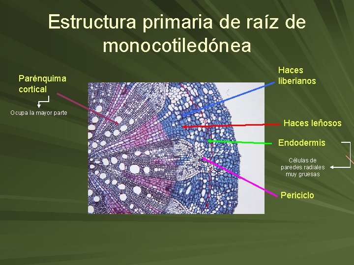 Estructura primaria de raíz de monocotiledónea Parénquima cortical Haces liberianos Ocupa la mayor parte