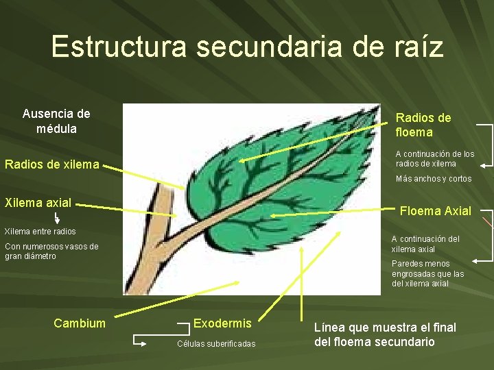 Estructura secundaria de raíz Ausencia de médula Radios de floema A continuación de los