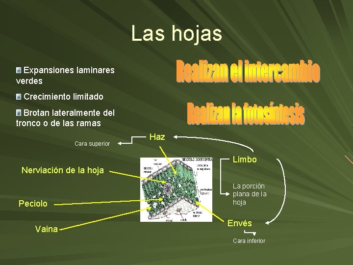 Las hojas Expansiones laminares verdes Crecimiento limitado Brotan lateralmente del tronco o de las