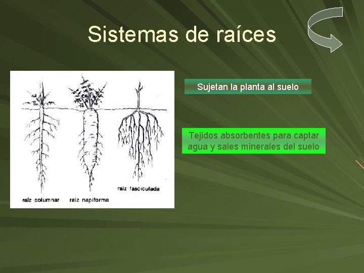 Sistemas de raíces Sujetan la planta al suelo Tejidos absorbentes para captar agua y