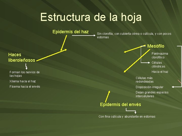 Estructura de la hoja Epidermis del haz Sin clorofila, con cubierta cérea o cutícula,