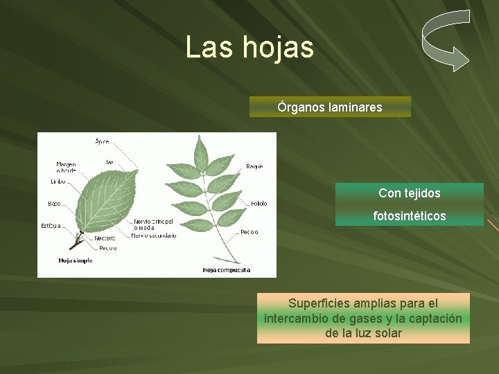 Las hojas Órganos laminares Con tejidos fotosintéticos Superficies amplias para el intercambio de gases