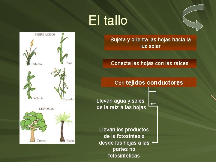 El tallo Sujeta y orienta las hojas hacia la luz solar Conecta las hojas