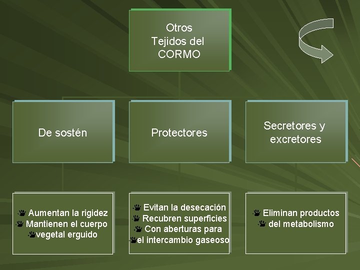 Otros Tejidos del CORMO De sostén Aumentan la rigidez Mantienen el cuerpo vegetal erguido