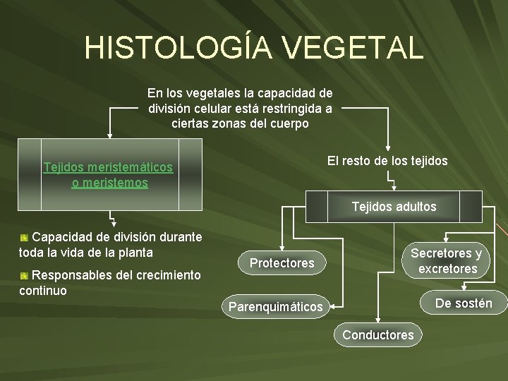 HISTOLOGÍA VEGETAL En los vegetales la capacidad de división celular está restringida a ciertas