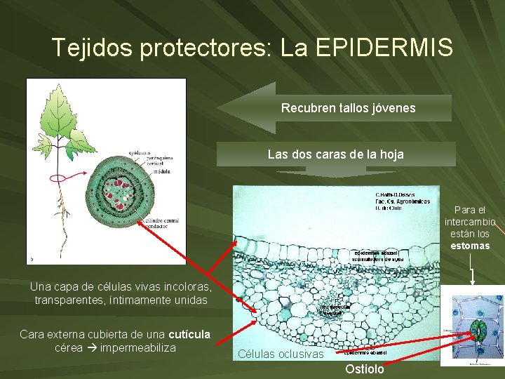 Tejidos protectores: La EPIDERMIS Recubren tallos jóvenes Las dos caras de la hoja Para