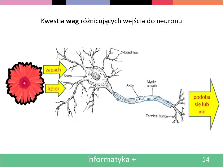 Kwestia wag różnicujących wejścia do neuronu informatyka + 14 