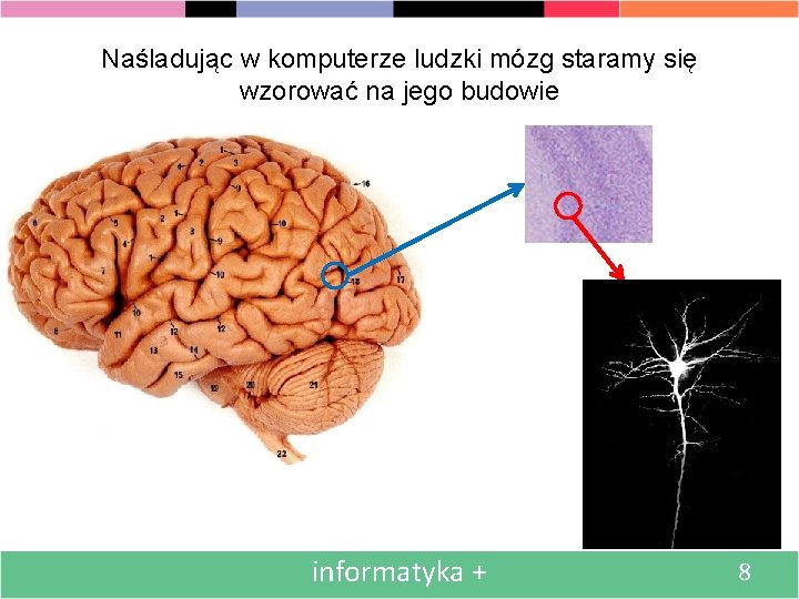 Naśladując w komputerze ludzki mózg staramy się wzorować na jego budowie informatyka + 8